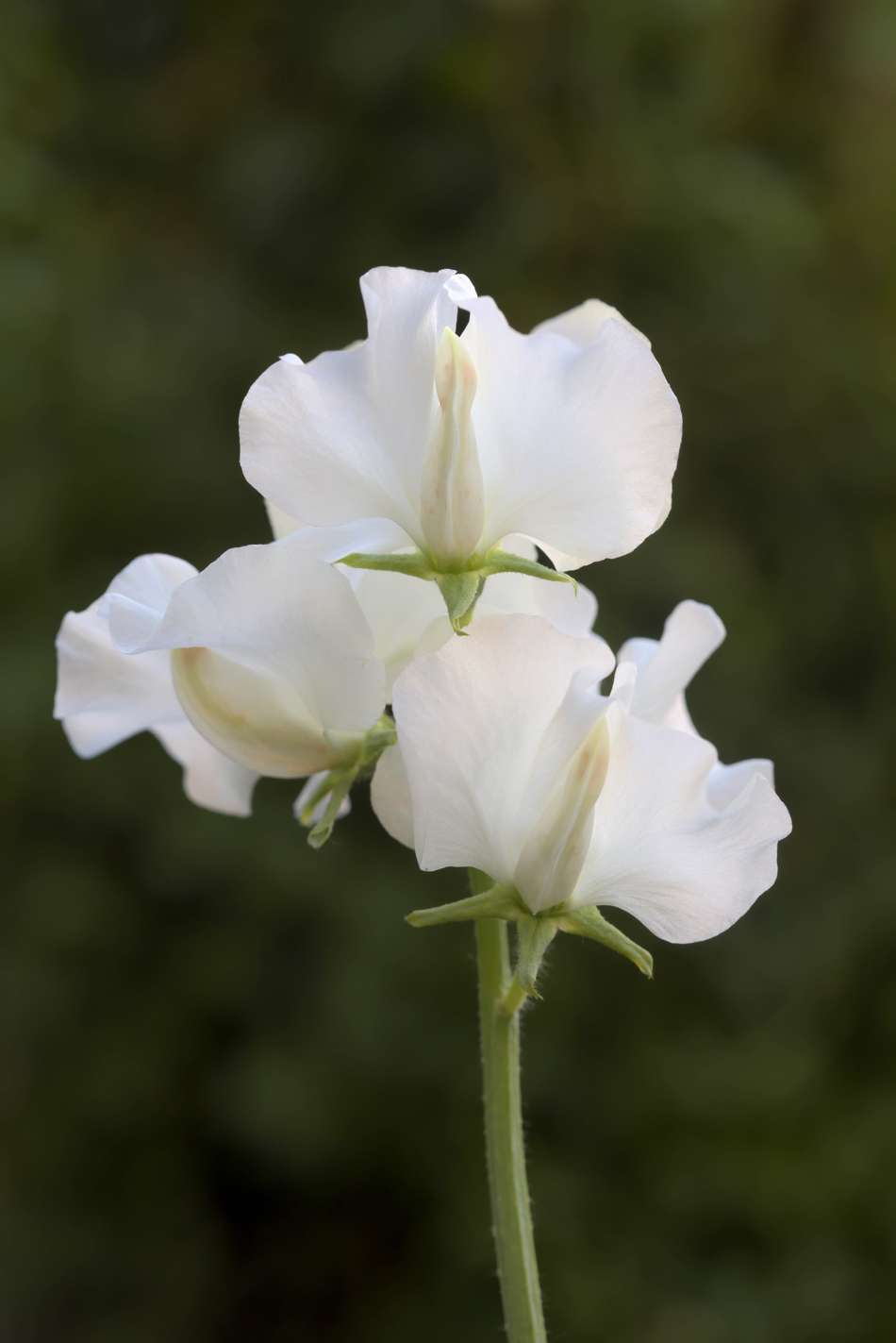 Luktärt 'Royal Wedding' (frö)